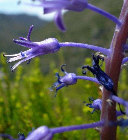 Spetaea lachenaliiflora pedicels